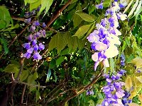 Flowers 13 River Walk